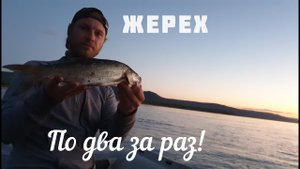 Ловля жереха на Волге в Тольятти летом в Августе, как поймать на перекатах