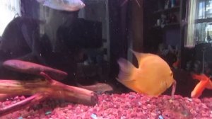 Кормление рыб дождевыми червями !