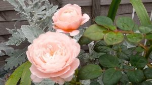 Rose Queen of Sweden late blooms