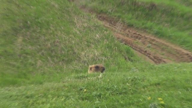 Путешествия на квадроциклах. Марий Эл. Сурки Байбаки . смотреть онлайн