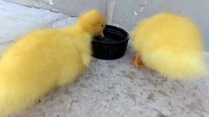 Маленькие утята играют вместе. Милое видео.[Funny ducklings play together.]