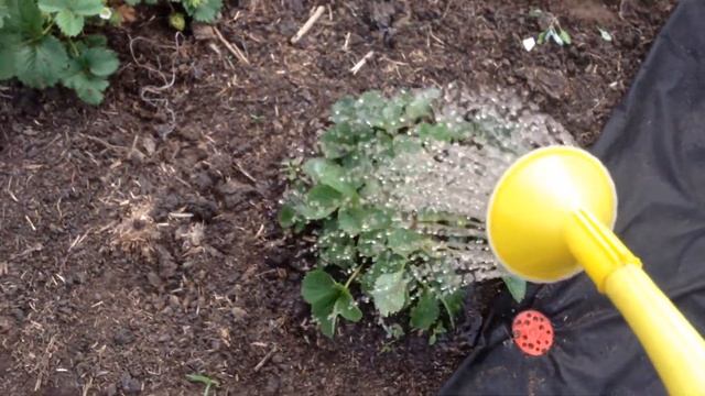 УХОД ЗА КЛУБНИКОЙ. ПРОПОЛКА, УСЫ, УДОБРЕНИЕ. смотреть онлайн