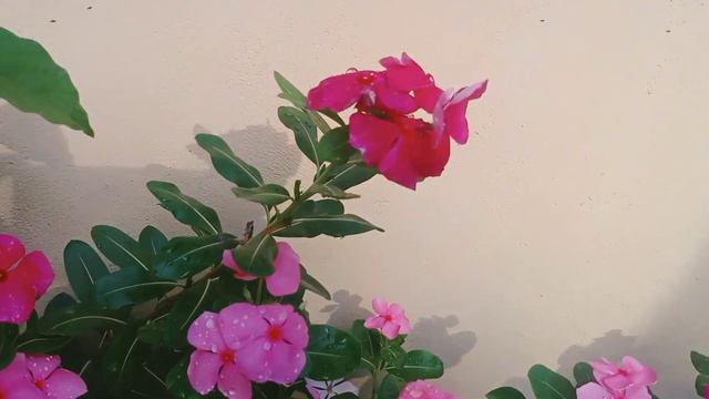 കുറച്ച് വിങ്ക seeds sale ന് ഉണ്ട് 😍. смотреть онлайн