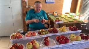 Дегустация яблок осенних и зимних сортов.