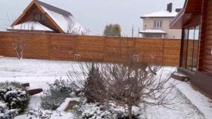 Гепард Герда ест снег! Сложности передвижения гепарда после снегопада.