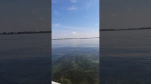 Волга, осень ,жерех.