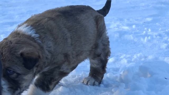 Огромный алабай
