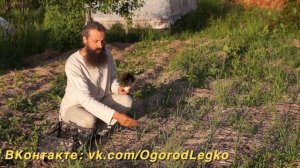 Какой сорт чеснока выбрать для посадки? 5 лет испытаний