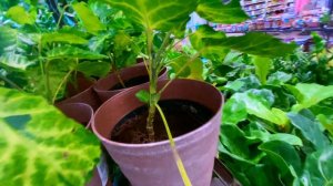 Trader Joes & Lows plant shopping #dtlv #houseplants #lowes #traderjoes