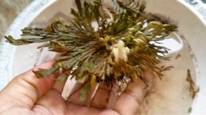 Selaginella Dry Moss Into Green Just in 24 Hours | How Its Work