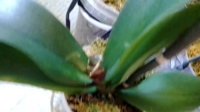 Всё-таки я от неё избавилась ( от этикетки ) и цветочные новинки. смотреть онлайн