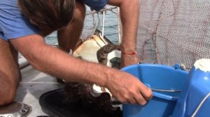 Тридакна - мастер класс по разделке ракушки