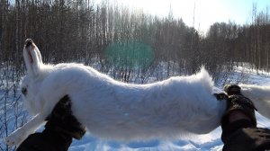 КРУПНЫЙ заяц! ЗАКЛИНИЛО ружьё! ЗАЯЦ чуть не ушёл! ФЕВРАЛЬ, ГЛУБОКИЙ СНЕГ!