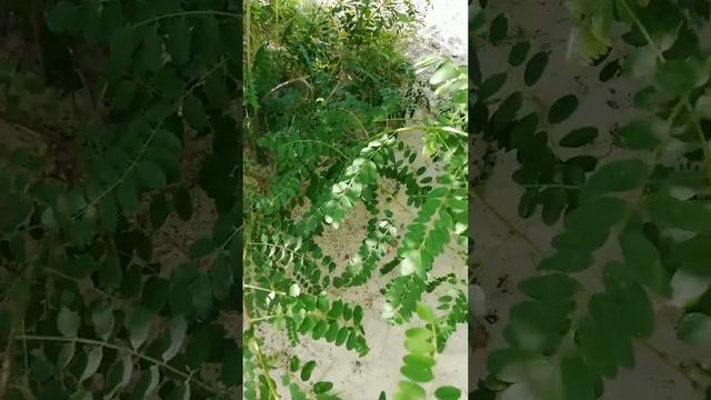 Цикады - поющие насекомые.
