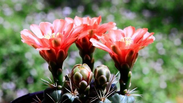 Gymnocalycium Baldianum flowering timelapse смотреть онлайн