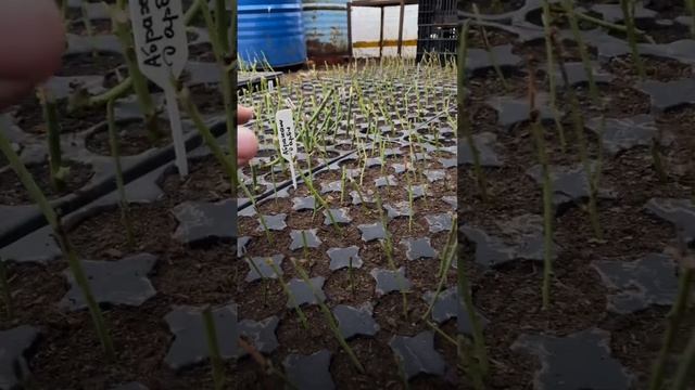 Начало сезона положено. Розы почищены и отсортированы смотреть онлайн