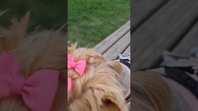 Фаннина причёска после груминга.#Shorts#york#йорк#преческа#прическа_у_йорка# смотреть онлайн