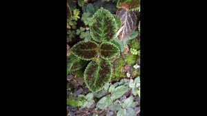 PESONA EPISCIA PART 1 || EPISCIA EMERALD VELVET || #tanamangantung #tanamanhias #EPISCIA #tanaman