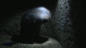 Ночная крыса. Rat