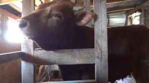 Привязь для КРС. Стоянка для быков