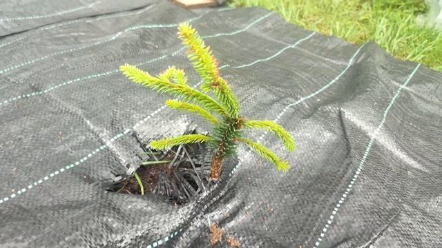 Обзор хвойных моего сада. Часть 1. смотреть онлайн