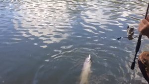 ZipBaits Orbit 110,ОРБИТ 110 Ловим щук