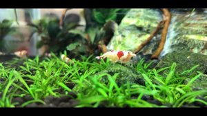 Аквариумные креветки   Красный кристалл