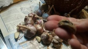 Внимание! Опасный вредитель на чесноке! Срочно проверьте свой чеснок!