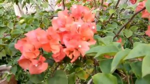 BOUGAINVILLEA