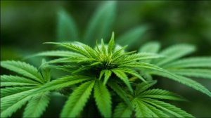 Trucco per coltivare marijuana senza trasgredire la legge