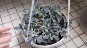 Граптопеталум парагвайский  размножение, уход, содержание