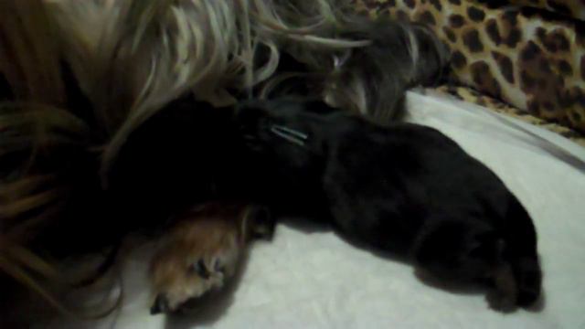 Няха и новорожденные щенки смотреть онлайн