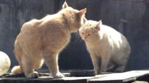 Разговор двух котов)
