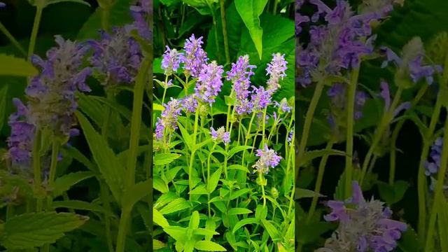 Котовник жилковатый #ландшафтныйдизайнучастка