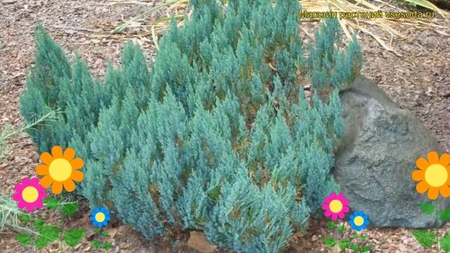 Можжевельник горизонтальный Синий Лес. Краткий обзор, описание juniperus horizontalis Blue Forest смотреть онлайн