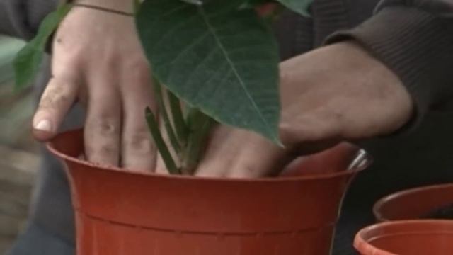 Пуансеттия - рождественская звезда. Особенности и уход. смотреть онлайн