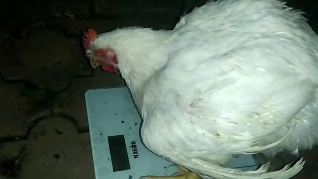 КУРЫ БРОЙЛЕРЫ КОББ 500// 52 СУТКИ 4.5 КГ// ПЕРЕБОИ С ПИТАНИЕМ смотреть онлайн