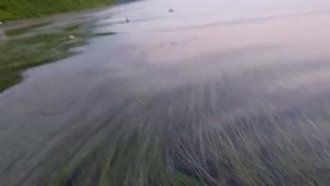 Аномальная жара. Купаемся . Креветка исчезла..