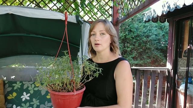 Вегетативная вербена. Подготовка маточного растения к черенкованию. смотреть онлайн