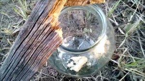 как поймать грызунов в огороде!лайфхак!
