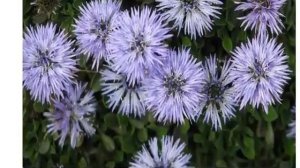 Глобулярия шаровница.  Цветы для дома и сада.