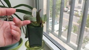Rupicolous Laelia Care & Culture| Laelia Alaorii var Orlata #Carecollab