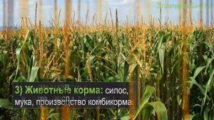 Бизнес на выращивании кукурузы - применение продукции