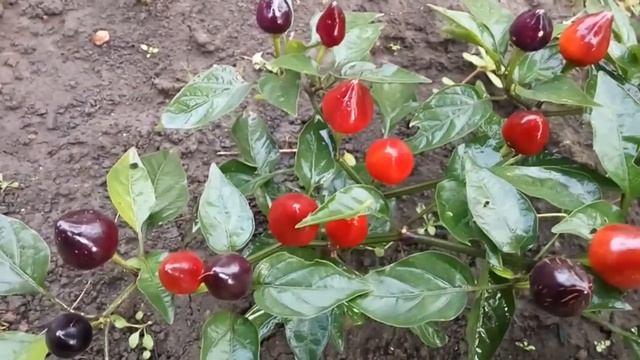 Loco. Декоративный сорт острого перца смотреть онлайн