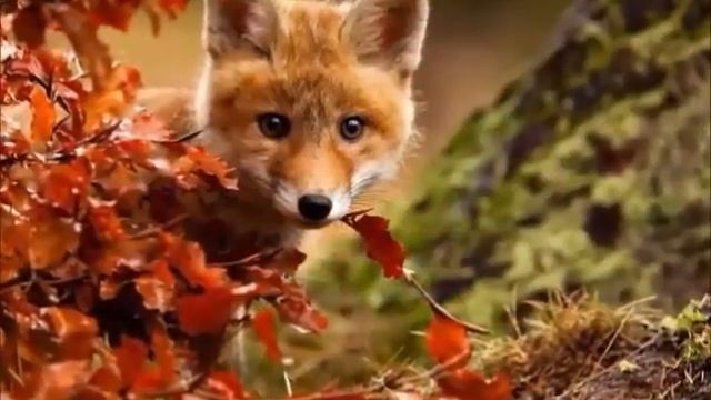 ИКТ в ДОУ Осенняя фантазия смотреть онлайн