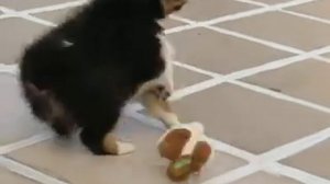 щенки Шелти питомник ШЕЛТИКИСС .Крым.