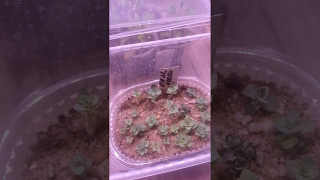 Седум видный, размножение детками, первая пикировка🌸🌸🌸 смотреть онлайн