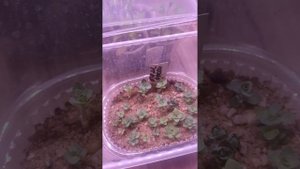 Седум видный, размножение детками, первая пикировка🌸🌸🌸