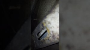 Дребезжание топливных трубок Шкода YETI