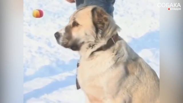 Среднеазиатская овчарка. Дрессировка и воспитание.